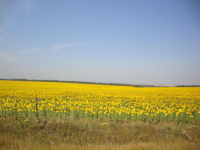 August is the time for sunflowers!