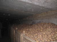 He has enough potatoes for the next 7 months.