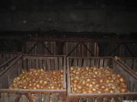 Onions, beets, carrots, cabagge, tomatoes, peppers, cucumbers, and their own orchard of apples, pears, berries, and more, this f