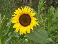 Summer is a special time in Ukraine, the sunflowers are in BLOOM!