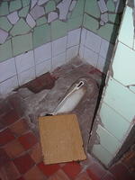One of our big projects is repairing the bathrooms.  Because of an anonymous donor this will come to fruition.