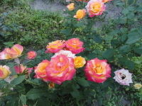 We were greeted by beautiful roses at the house.